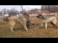 Kangal vs 2 Caucasian Ovcharka Here is The Proof Who is the Best?