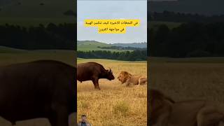 فيالحظات الاخيرة:عندما تنكسر الهيبة بالقرون #shorts