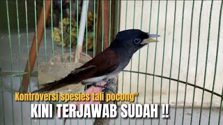 Download lagu TERBONGKAR‼️TEKA TEKI SPESIES BURUNG TALI POCONG YANG TERNYATA‼️@KangarifPantau mp3 Download lagu TERBONGKAR‼️TEKA TEKI SPESIES BURUNG TALI POCONG YANG TERNYATA‼️@KangarifPantau mp3