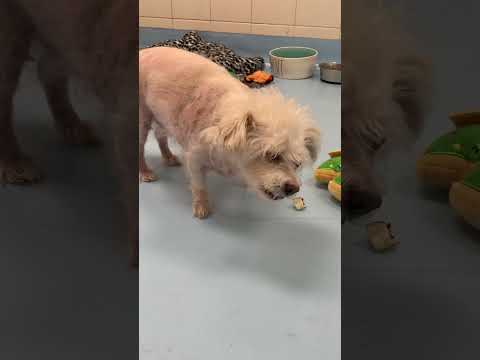 Pinky Tuscadero, an adopted Maltese in Gloucester, MA_image-1