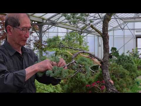 Literati Bonsai Restyle