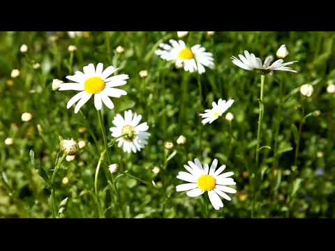 Umdatul-Ahkam lesson Twenty || ኡምደቱል አሕካም (ክፍል ሀያ):-