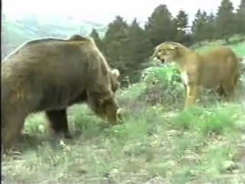 Mother Cougar vs Grizzly Bear, to protect her cubs