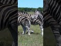 The Social Lives of Zebras: How They Stay Connected
