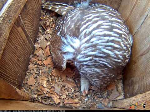 Female Barred Owl Shows Eggs and Talons During Preening Session – Mar. 29, 2017