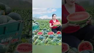 Download lagu harvest watermelon and goes to market sale #bushcraft #forageharvest #tropicalfruit mp3 Download lagu harvest watermelon and goes to market sale #bushcraft #forageharvest #tropicalfruit mp3