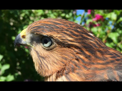 Falconry: Coopers Hawk introduction