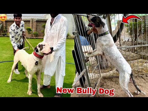 Hum Ny New Heavy Bully Dog Select Kr Liya😍