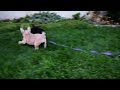 French Bulldog dogs for sale: Kay - Video 2