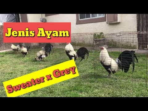 JENIS AYAM SWEATER X GREY [ BETET ]|| AUTO PUKULAN MEREPET