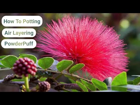 How To Grow Air Layering Powder Puff Plant || Calliandra Plant