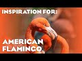 29 Real American Flamingo Habitats Planet Zoo Americas Animal Pack Inspiration