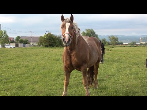 Caii lui Adi de la Tampa, Hunedoara - 2022 Nou!!!