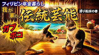 【フィリピン年金暮らし】猫と犬のガブポコ道場！小さい師匠のドヤ顔が凄すぎる。