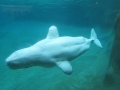 Beluga Whale at Point Defiance Zoo & Aquarium in Tacoma, Washington