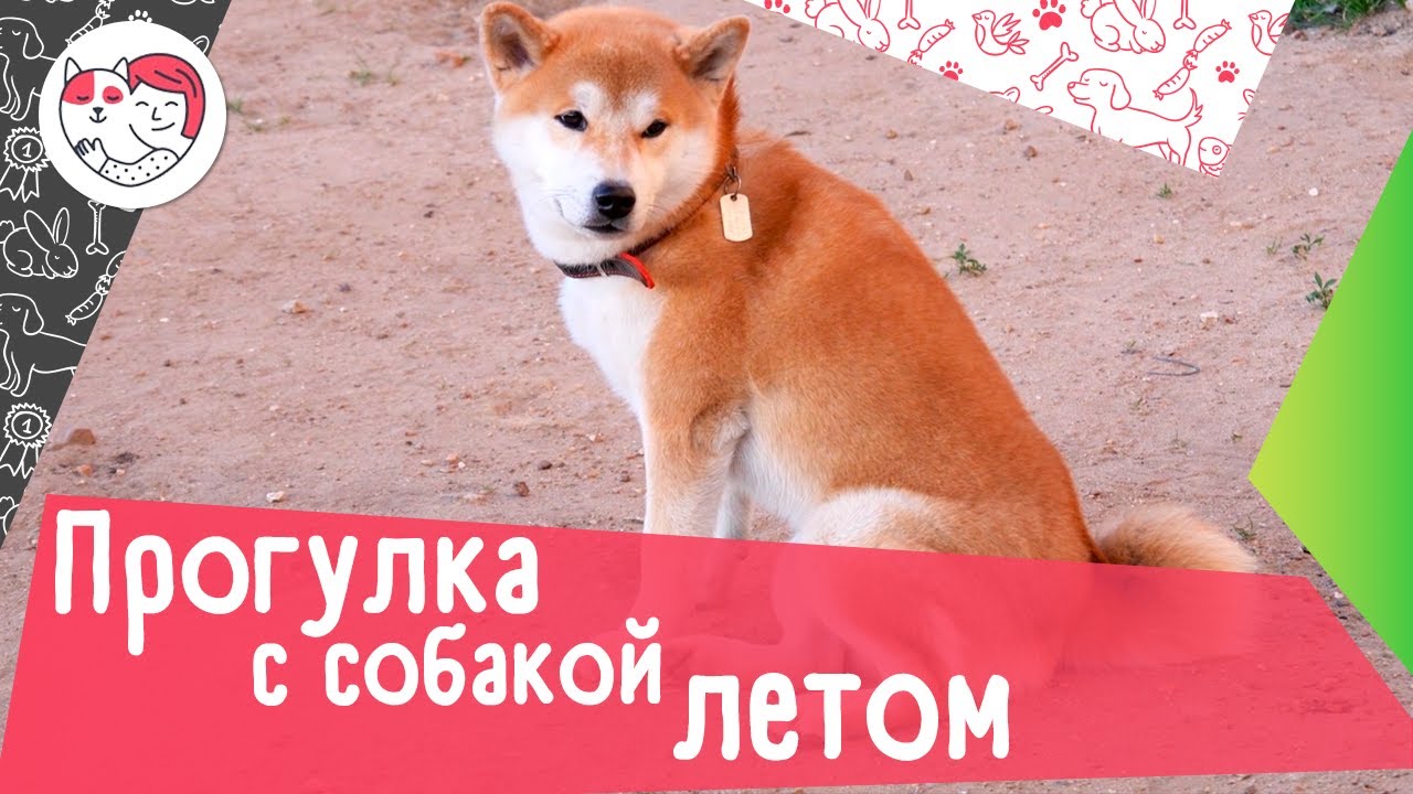 6 главных правил прогулки с собакой в парке летом о чем важно помнить