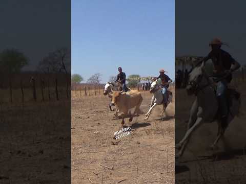 pega de boi no mato em João Costa-PI #pegadeboinomato