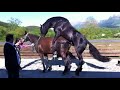 Most Satisfying Horse Mating Horse Mating