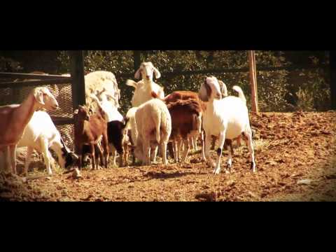 Novia De Rancho (Video Oficial 2017) - El RM