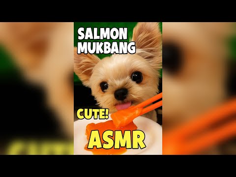 Dog vs. Salmon Sashimi 😋 | Cutest ASMR Ever!