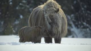 Prehistoric planet Ice Age elder Coelodonta (Woolly rhinoceros) Vs Homotherium Latidens 