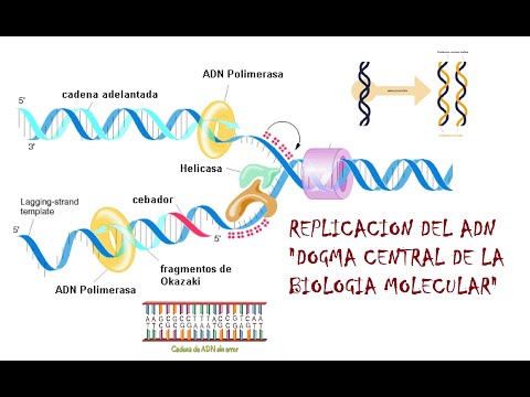 Replicación del DNA "DOGMA CENTRAL DE LA BIOLOGÍA MOLECULAR"