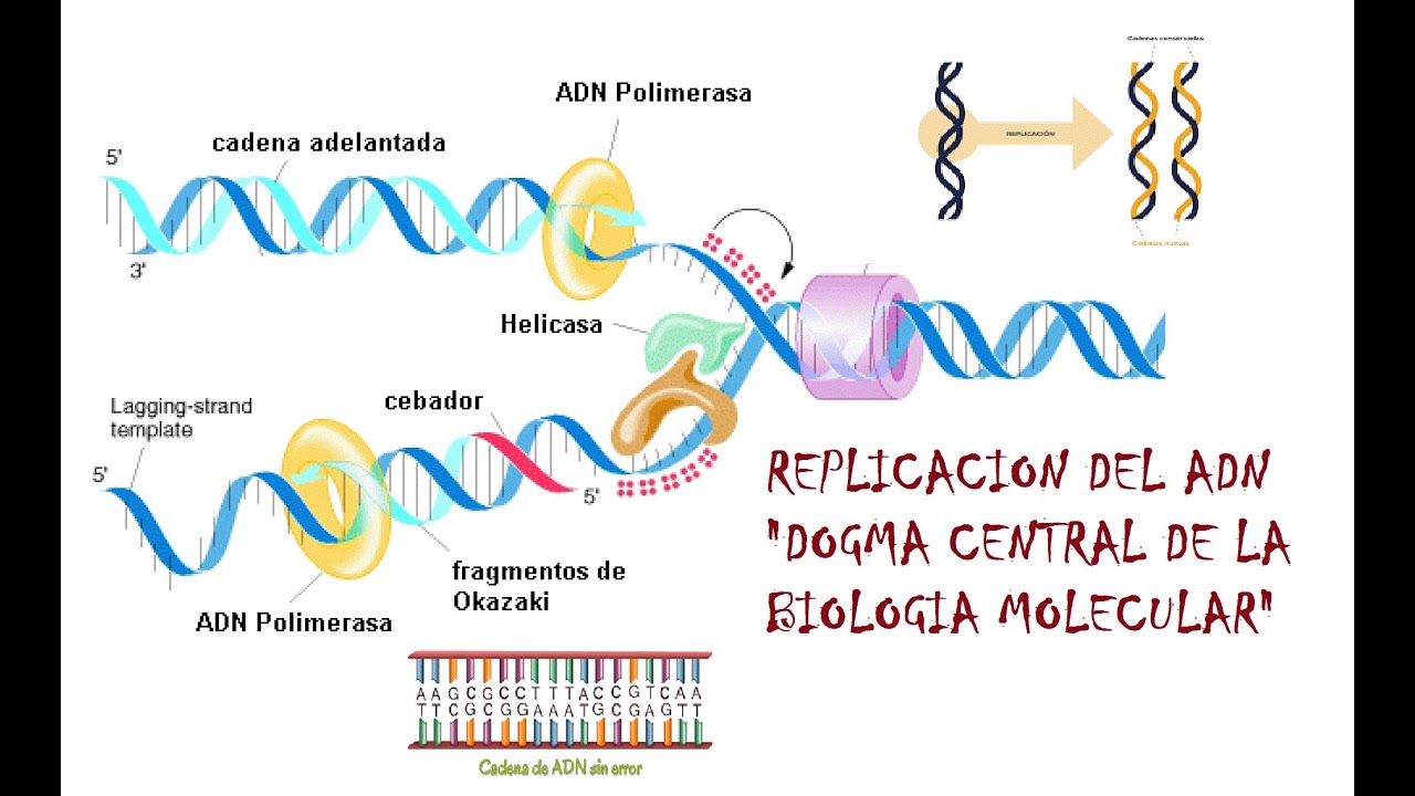 Replicación del DNA "DOGMA CENTRAL DE LA BIOLOGÍA MOLECULAR"