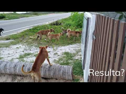 Cadela de rua no cio...