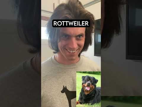 How Dog Breeds React to Robbers Part 2 (With Pictures)