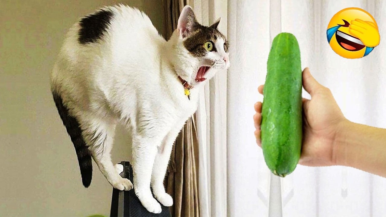 君が笑ったら君の負け 🤣 2026年の最も面白い犬と猫たち 😽🐶