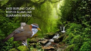 Download lagu Cucak kopi di alam liar mp3