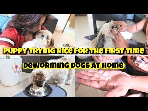 Puppy Trying Rice For The First Time | Puppy Eating Rice | De-Worm Your Puppy At Home