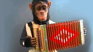 MONKEY MUSICIAN