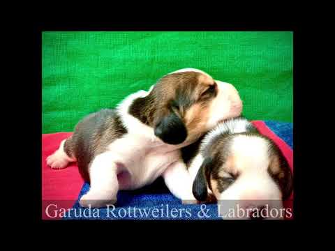 Beagle puppies 12 days old