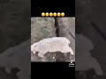 Dumb Sheep