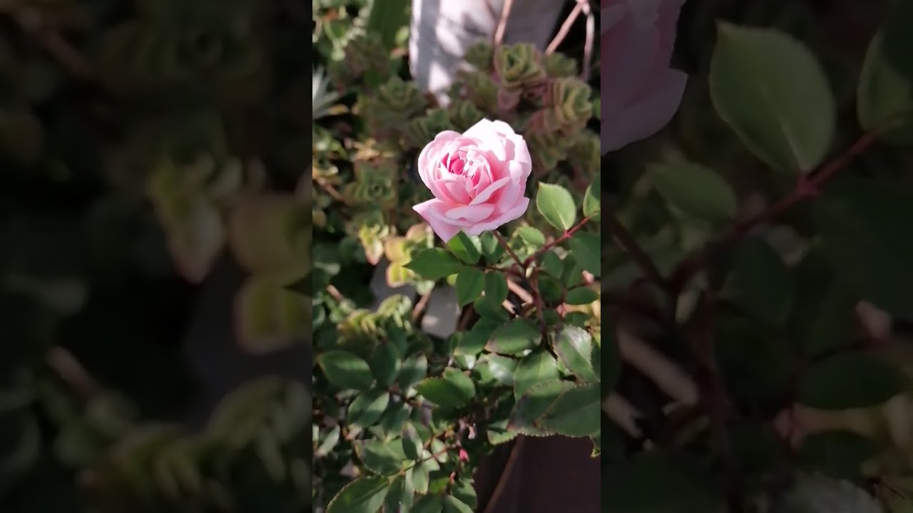 Amor 🇨🇴🌏🥰 ROSAS Y FLORES😍