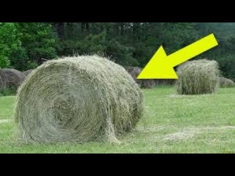 Giant  Hay Monster  Turns Out To Be A Farm Animal Having The Time Of Her Life Video