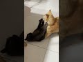 Gray Cat Hissing Menacingly