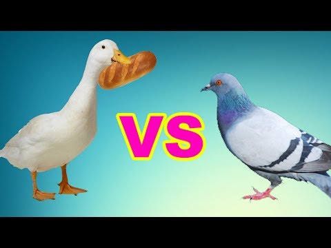 Голодные утки. Голуби нас атакуют. Дайте мне хлеб. Я хочу есть