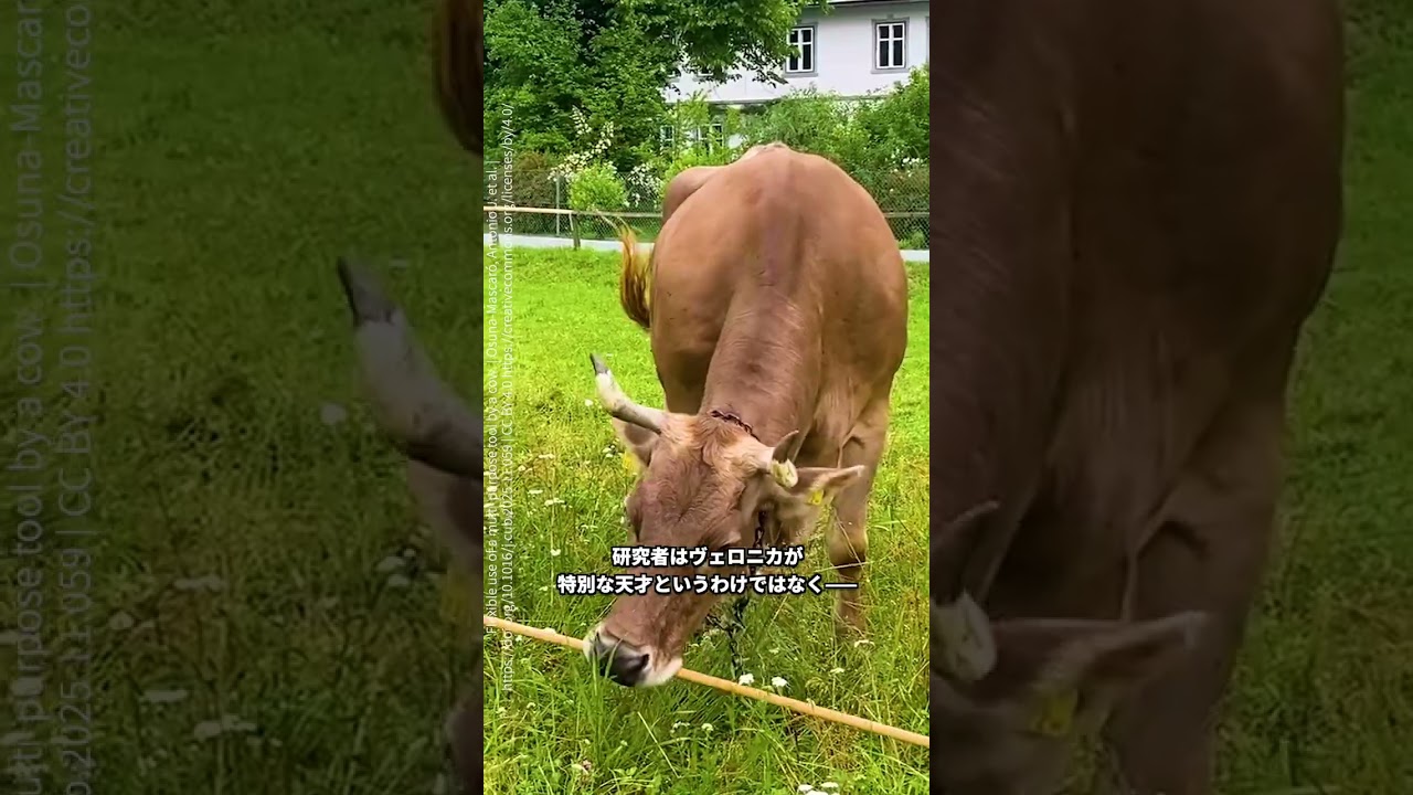 【史上初】道具を使う牛のヴェロニカ