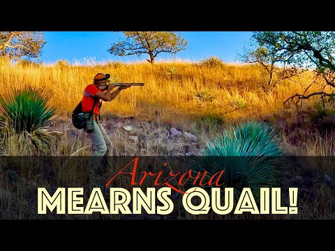 *EPIC* Mearns Quail Hunt! Arizona-part 2