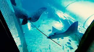 💕WOW💖 Stingray 💖🧡💙💙💔👌👍❤️❤️💛💜💙💞🥰🥰💙💜, aquarium #aquarium #subscribe #shorts