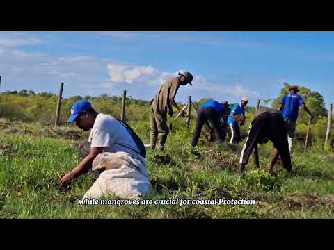 Vanga Blue Forest Tree Planting Activity