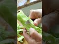 Are you wasting your broccoli?