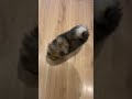 Dog Porn Full Hd