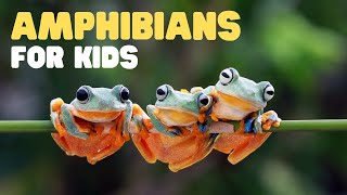 Amphibians for Kids  What is an amphibian? Learn t