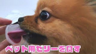 ペット用ゼリーを食べてみた！