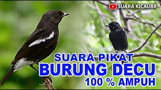 Download lagu SUARA PIKAT BURUNG DECU, JERNIH DAN 100% AMPUH mp3