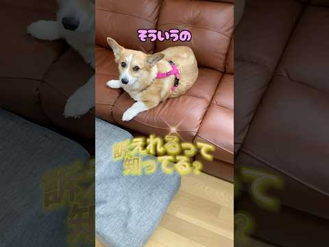 親ハラで訴えられる寸前なコギ飼い主 #pr #かわいい  #コーギー  #アテレコ