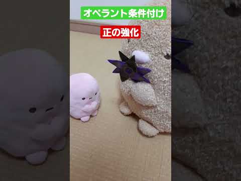 猫における正の強化